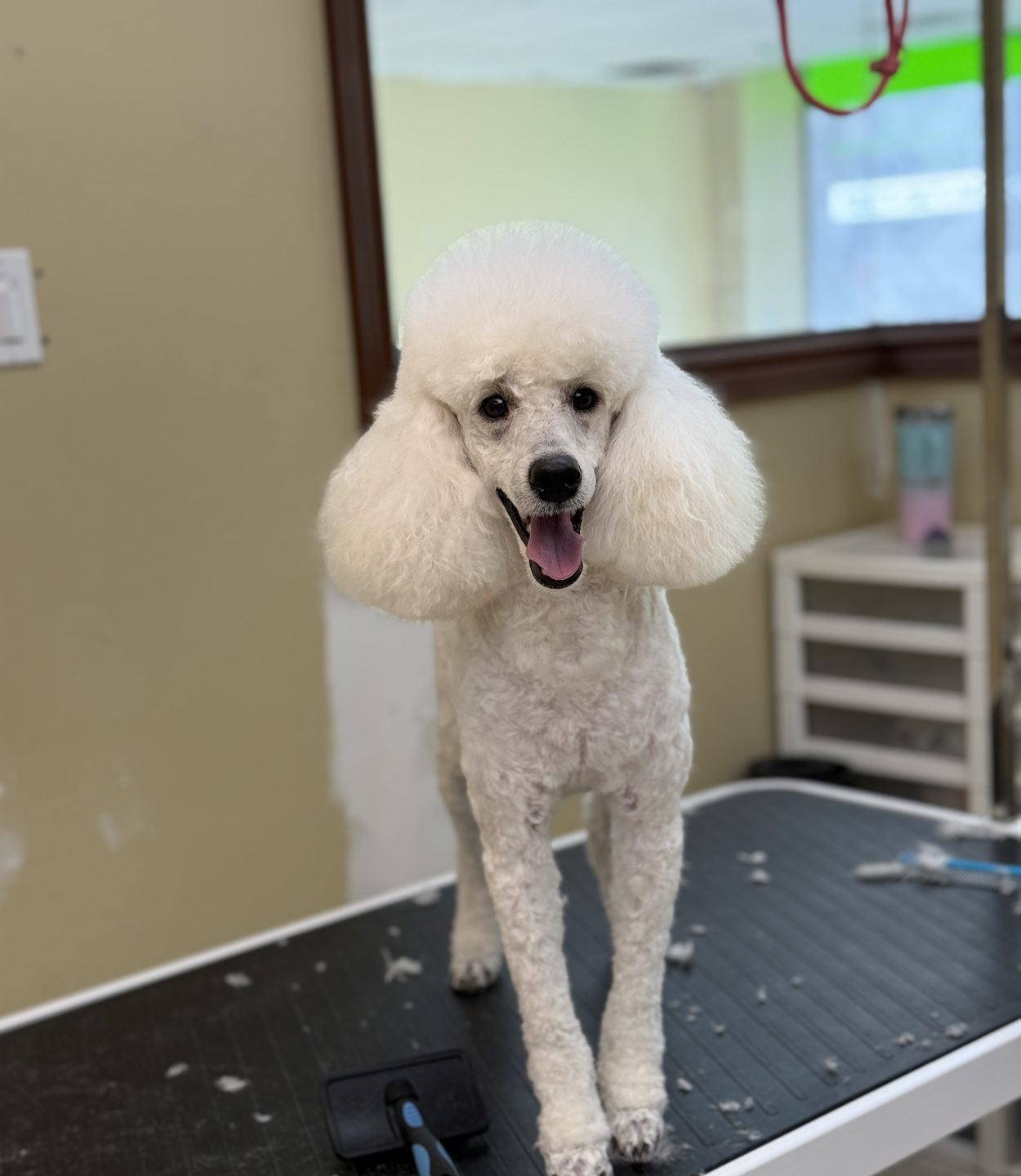 A white miniature poodle with a scissored topknot and full ears standing on the grooming table and smiling