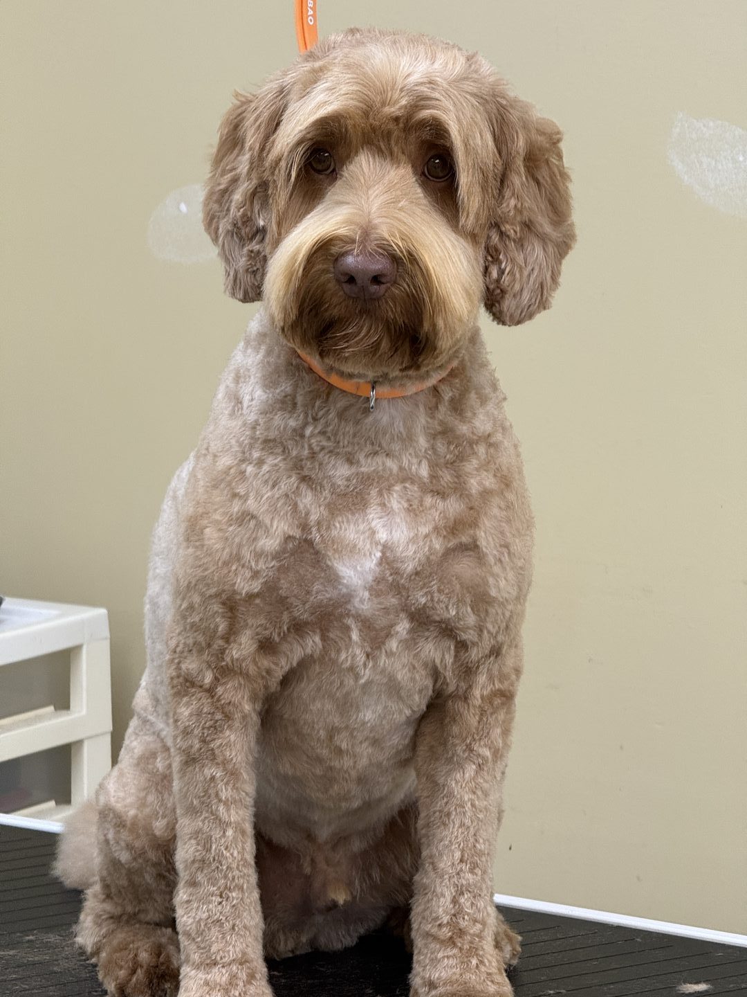 A cream Goldendoodle with an orange collar standing on the grooming table and looking at the camera