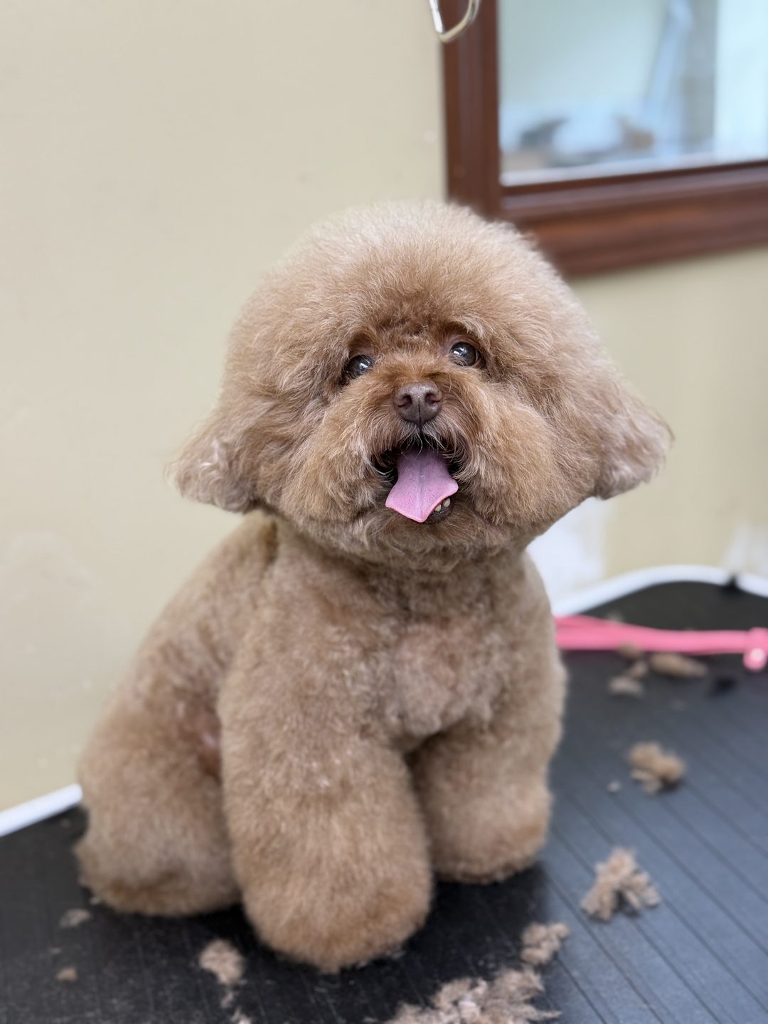 A fluffy apricot toy poodle sitting on the grooming table with its head tilted and tongue out