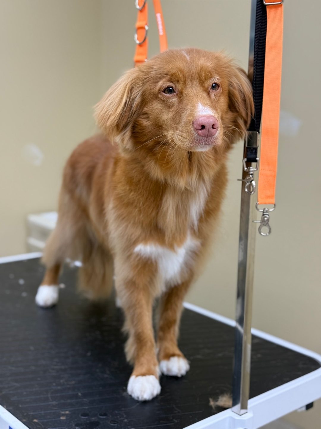 A red Nova Scotia Duck Tolling Retriever with a white chest blaze standing on the grooming table after a fresh trim