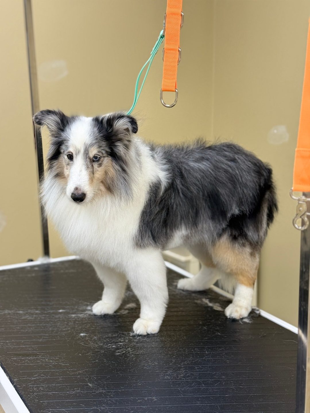 A blue merle Shetland Sheepdog with a fluffy white chest standing on the grooming table, brushed out and tidy