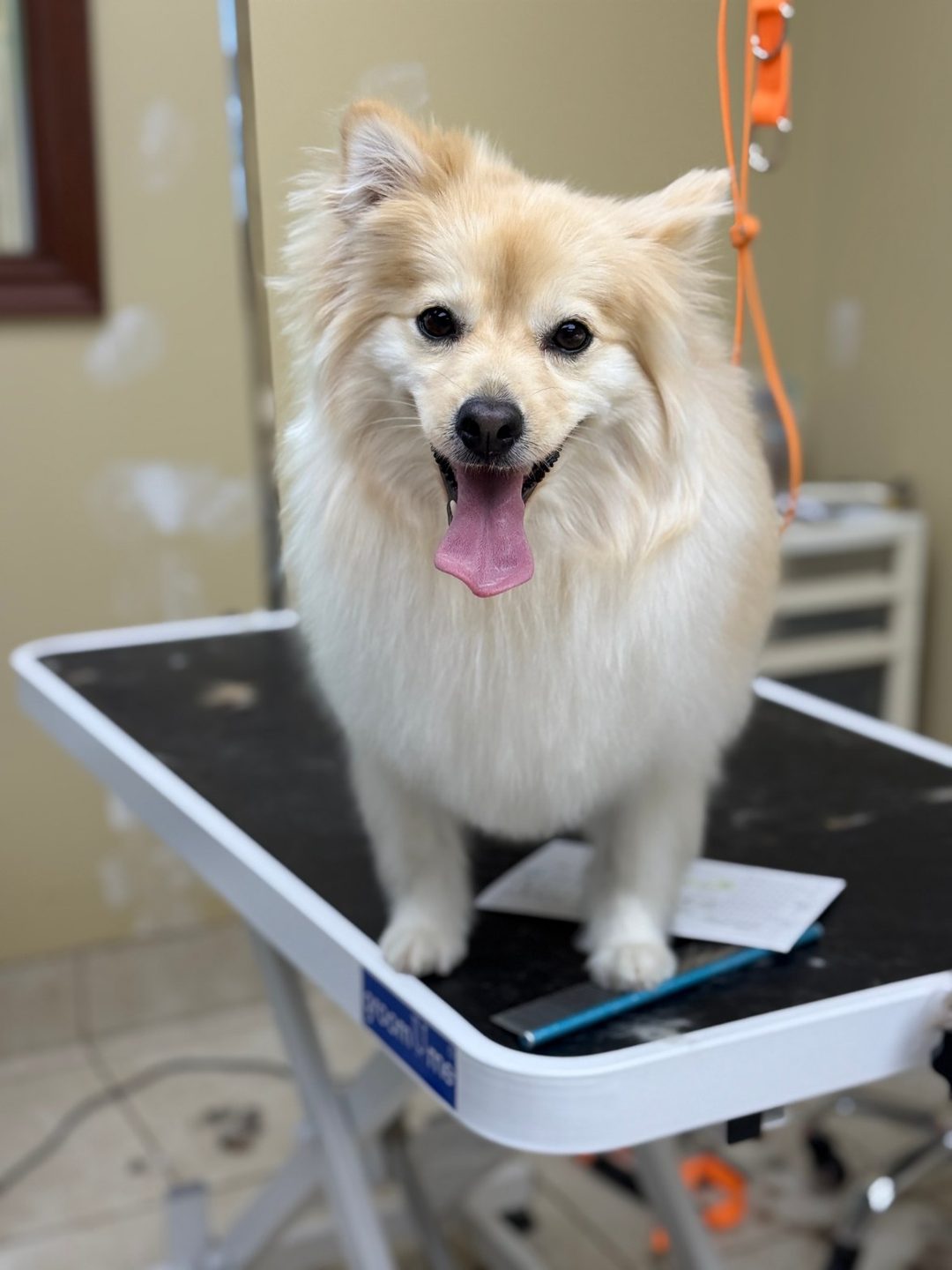 A cream Pomeranian with its tongue out sitting on the grooming table after a full groom