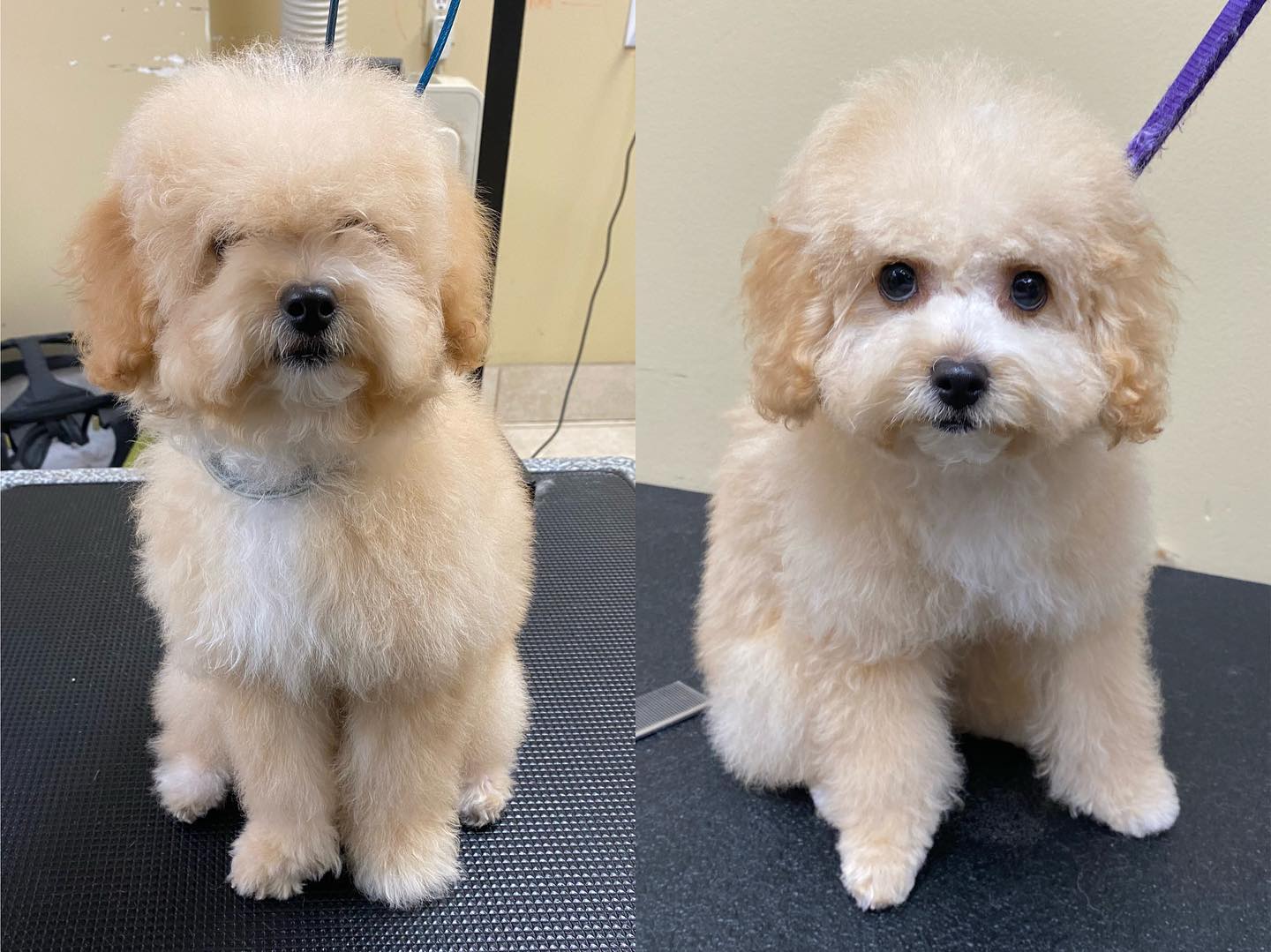Side by side before and after of a cream toy poodle puppy on the grooming table, shaggy on the left and neatly rounded on the right