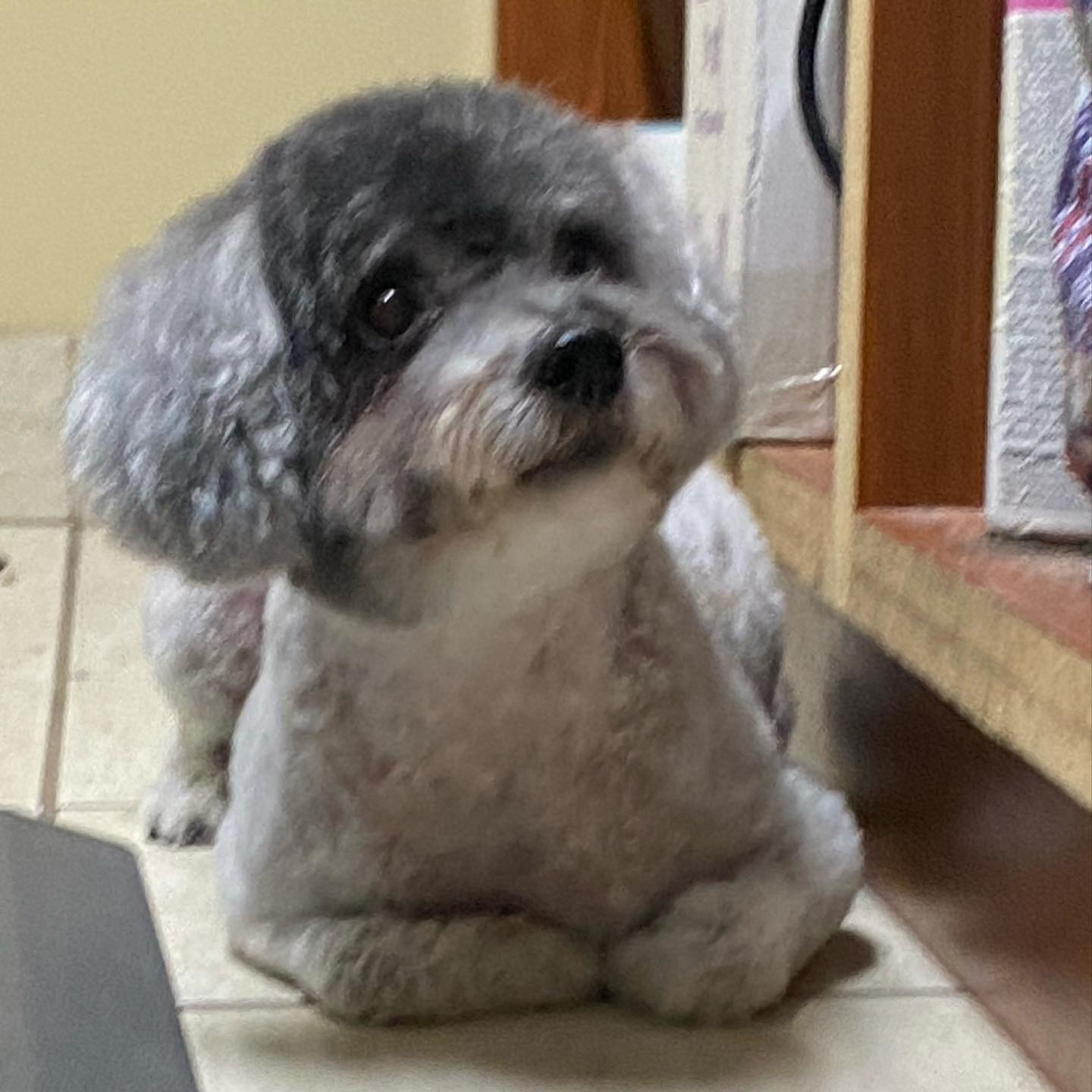 A grey and white Shih Tzu mix sitting on the salon floor after a short body clip and a tidy face trim