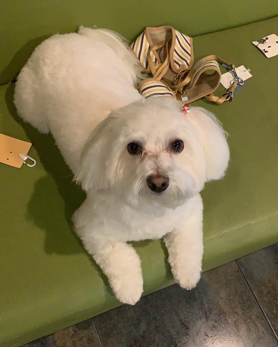 A freshly groomed white Maltese sitting on the green bench in the waiting area next to a striped harness