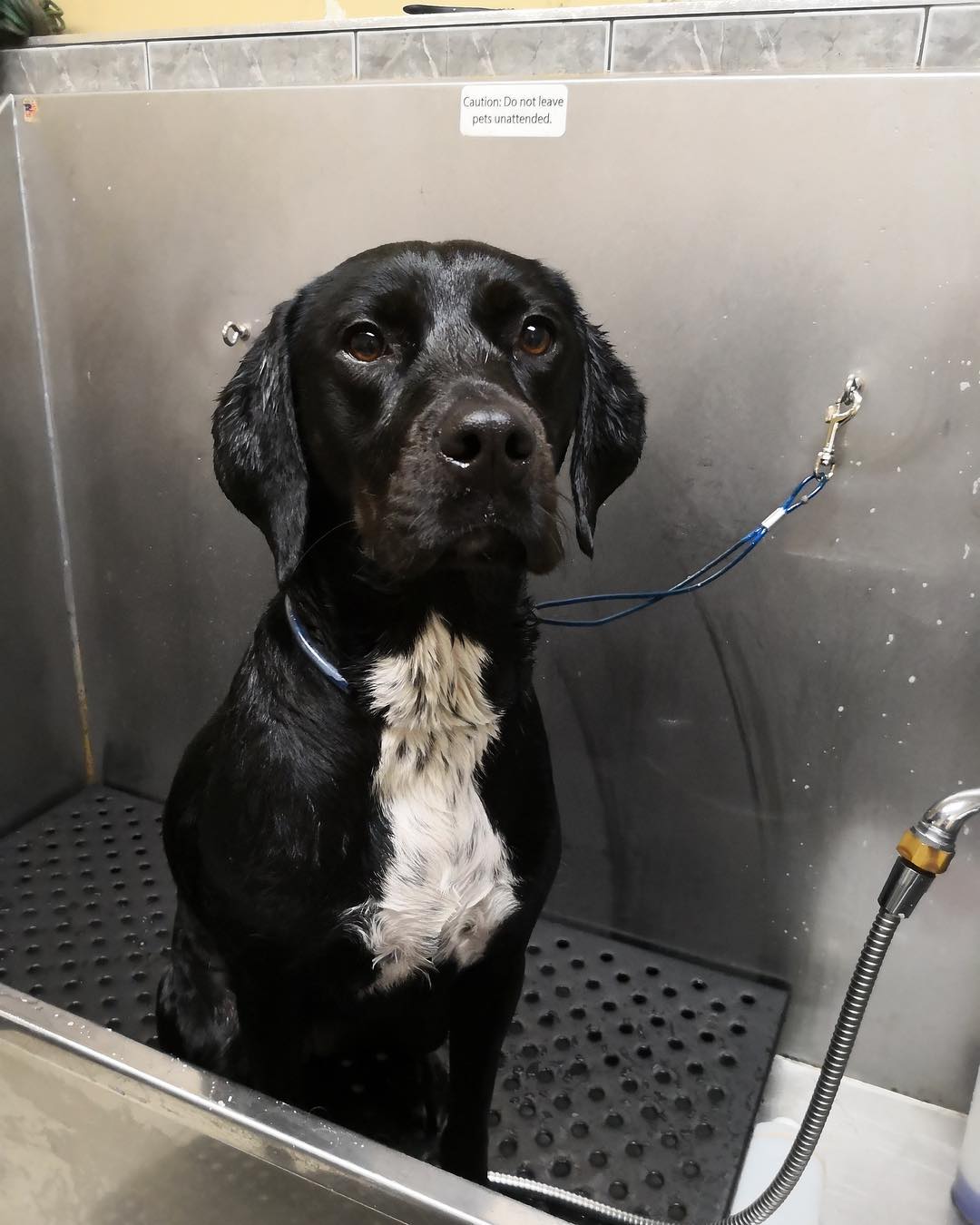 A black Labrador mix with a white chest sitting calmly in the stainless steel bathing tub
