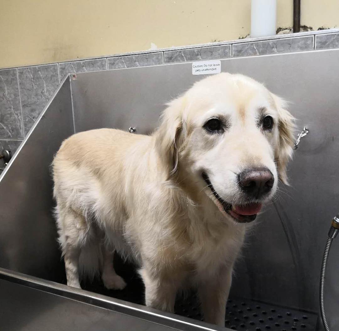 A cream coloured Golden Retriever standing in the bathing tub, mouth open and happy