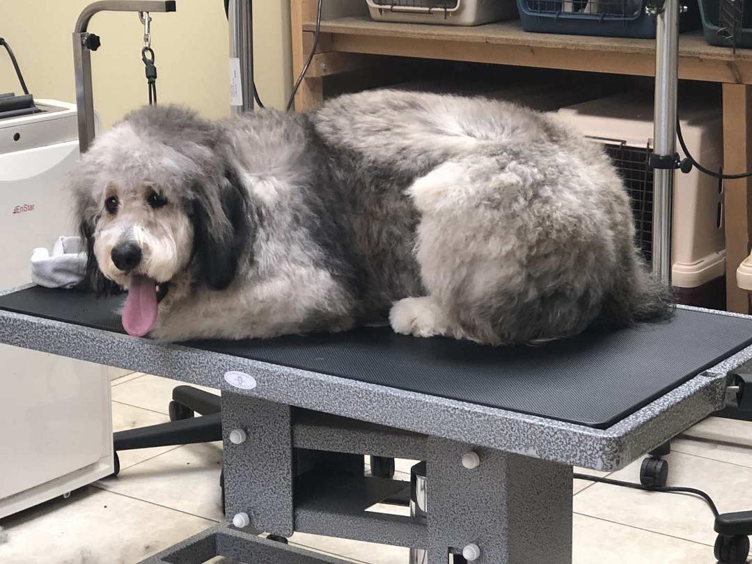 A large shaggy grey and white dog lying on the grooming table halfway through a brush out, tongue out and relaxed