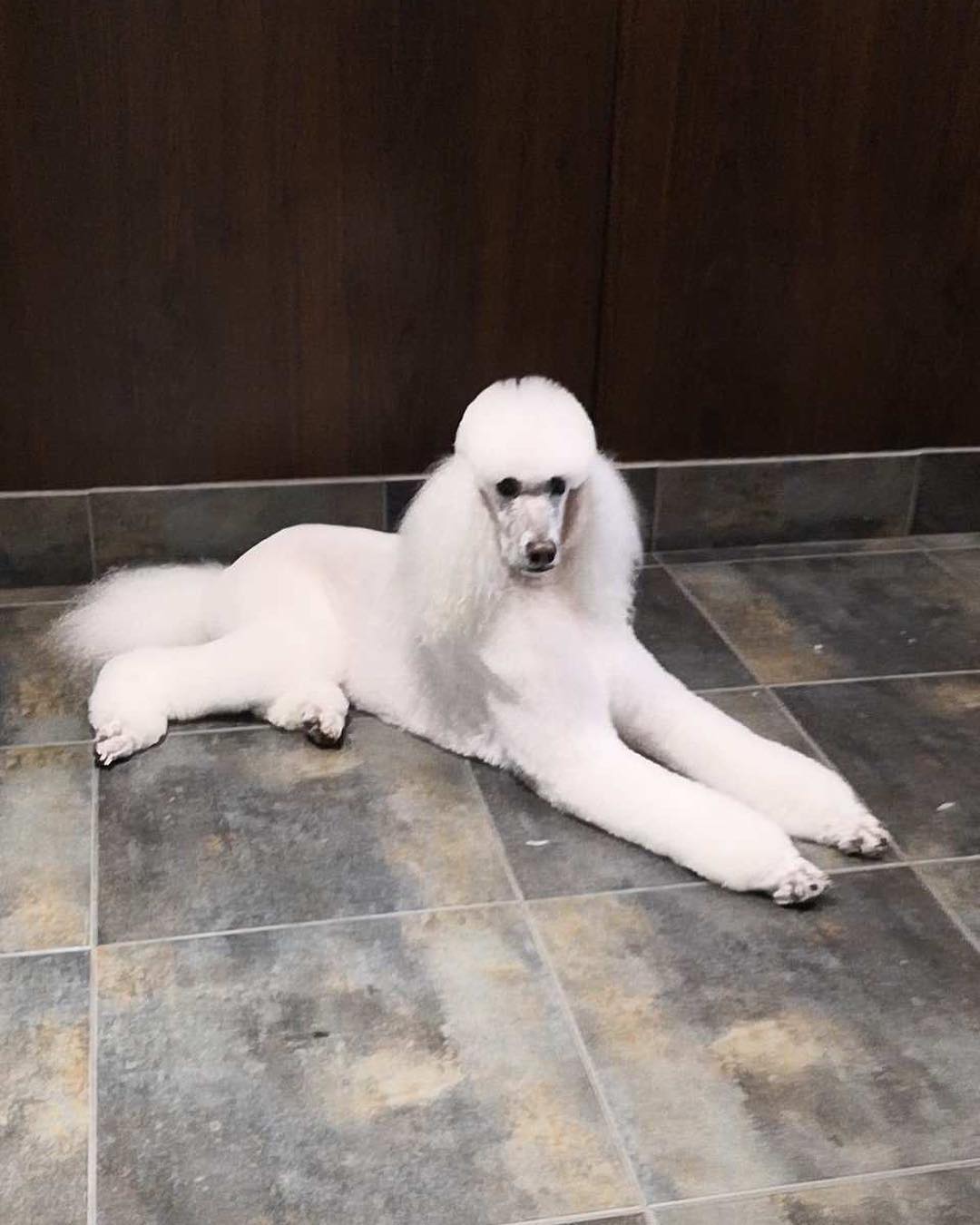 A white Standard Poodle lying on the salon floor after a full clip and scissor finish