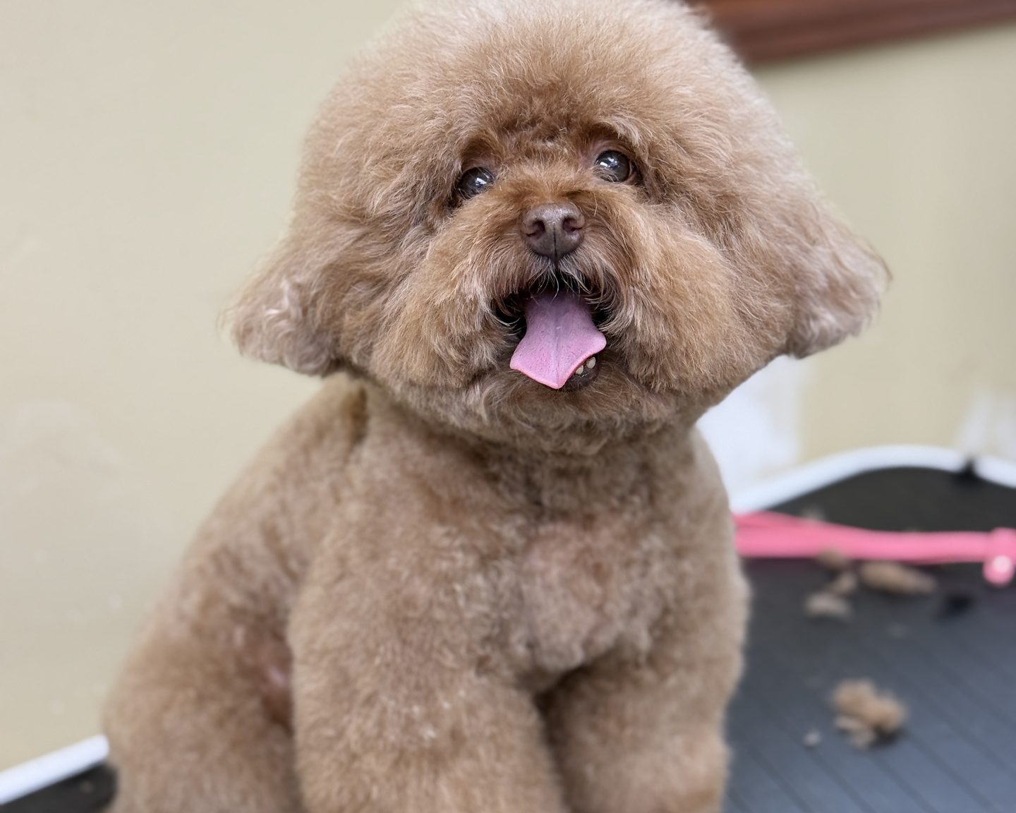 A fluffy apricot toy poodle sitting on the grooming table after a teddy bear trim, head tilted and tongue out